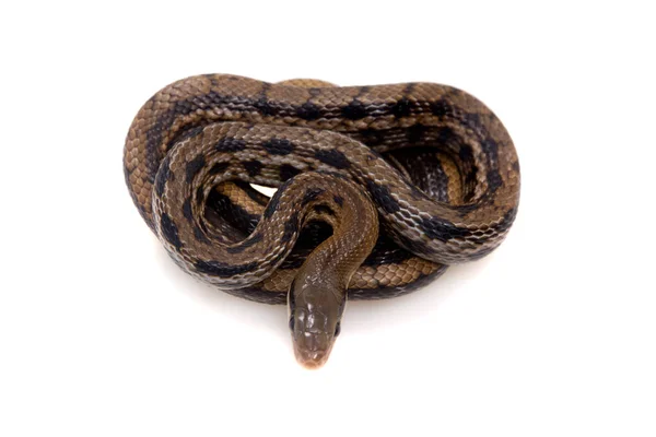 Skönhet råtta orm, Orthriophis taeniurus, på vitt — Stockfoto