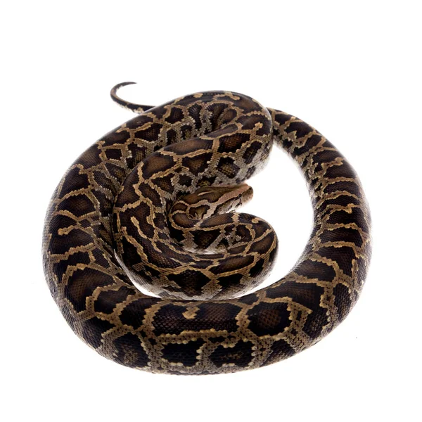 Burmese python on white background — Stock Photo, Image