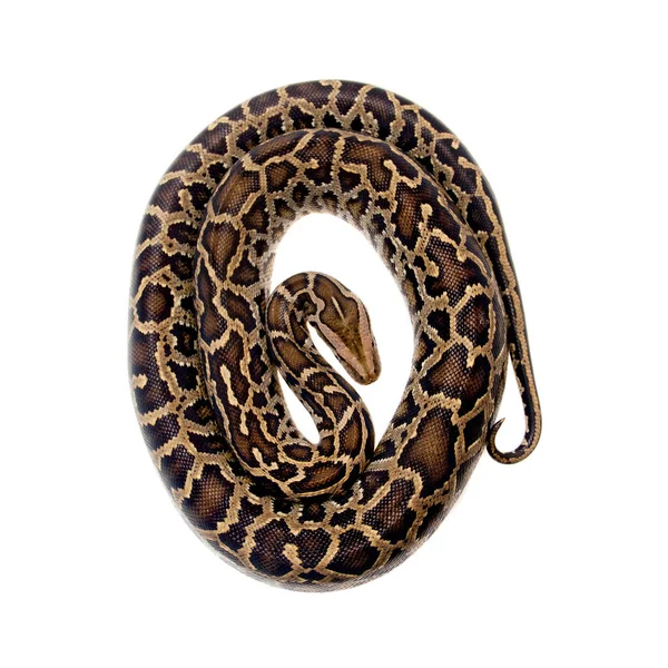 Burmese python on white background — Stock Photo, Image