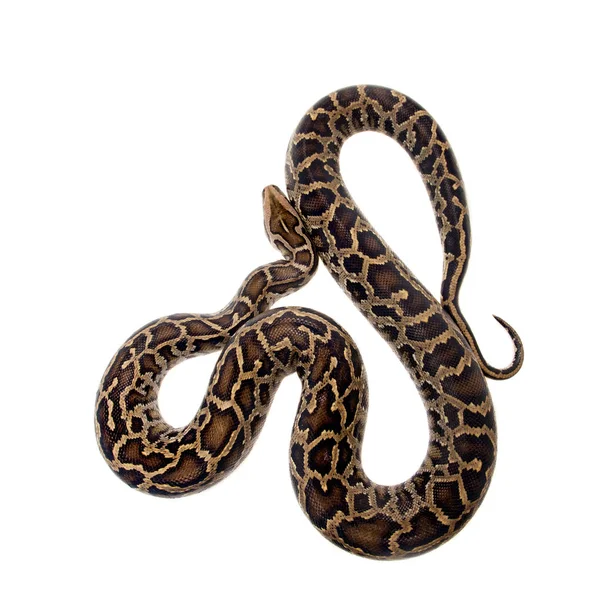 Burmesiska python på vit bakgrund — Stockfoto