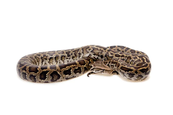 Burmai python fehér háttér — Stock Fotó