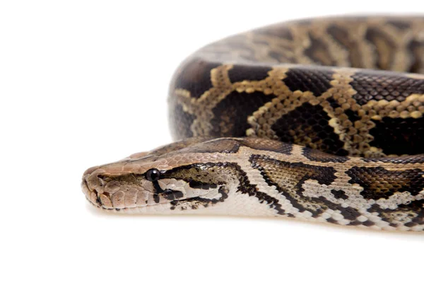 Burmese python on white background — Stock Photo, Image