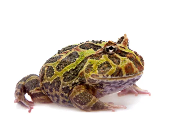 Cranwells horned frog isolated on white — Stock Photo, Image