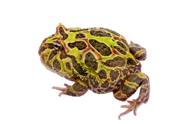 Cranwells horned frog isolated on white — Stock Photo, Image