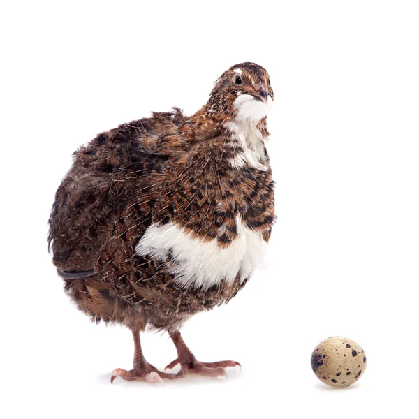 白い卵と共通のウズラ — ストック写真