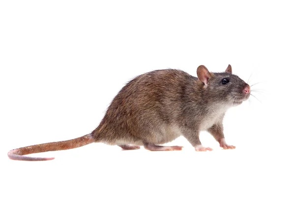 Rato comum sobre branco — Fotografia de Stock