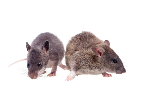 Gambian pouched and common rats, 2 month old, on white — Stock Photo, Image