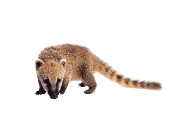 Güney Amerika coati, Nasua nasua, bebek beyaz doğum — Stok fotoğraf