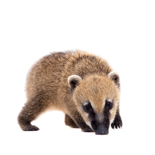 Coati sudamericano, Nasua nasua, bebé en blanco — Foto de Stock