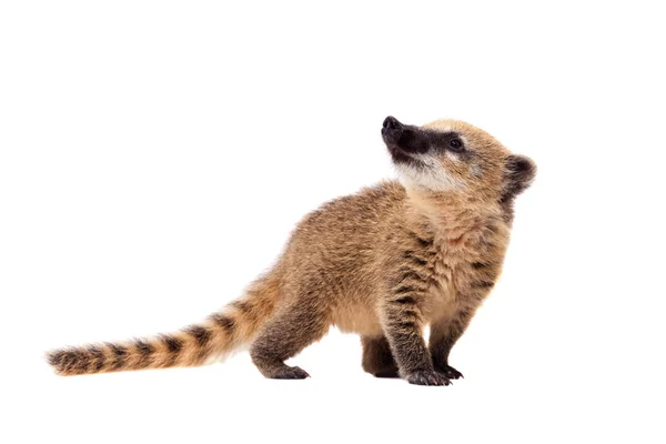 Coati sudamericano, Nasua nasua, bebé en blanco — Foto de Stock