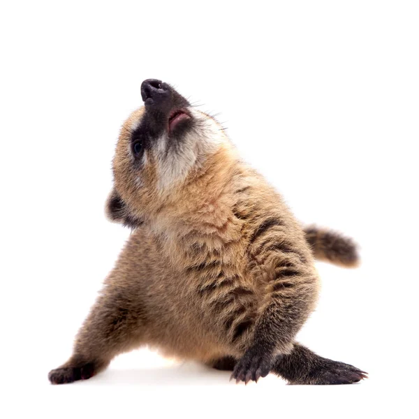 Sul-americano coati, Nasua nasua, bebê em branco — Fotografia de Stock