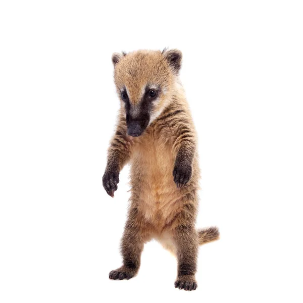 Zuid-Amerikaanse coati, Nasua nasua, baby op wit — Stockfoto