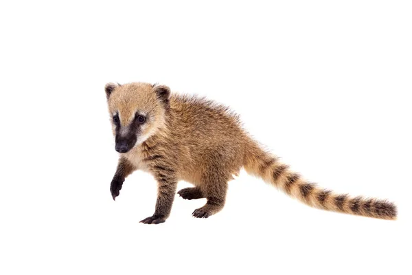 Coati sudamericano, Nasua nasua, bebé en blanco — Foto de Stock