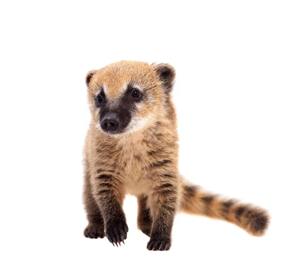 Zuid-Amerikaanse coati, Nasua nasua, baby op wit — Stockfoto