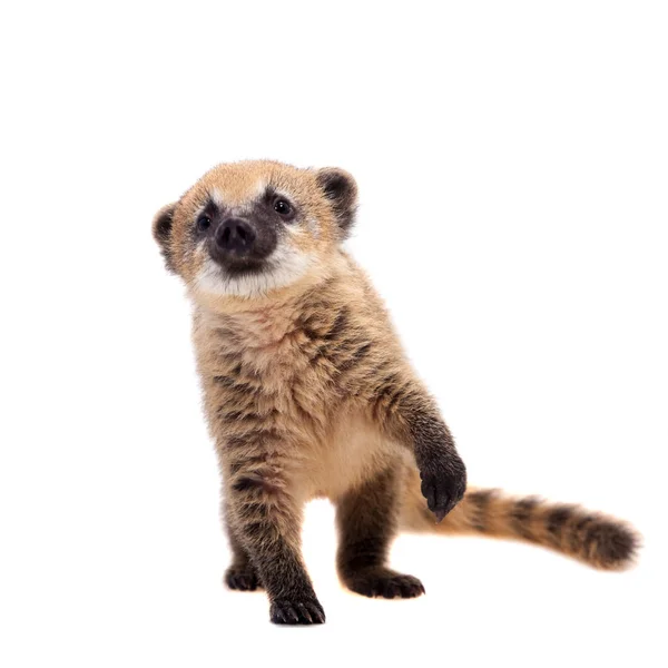 Sul-americano coati, Nasua nasua, bebê em branco — Fotografia de Stock