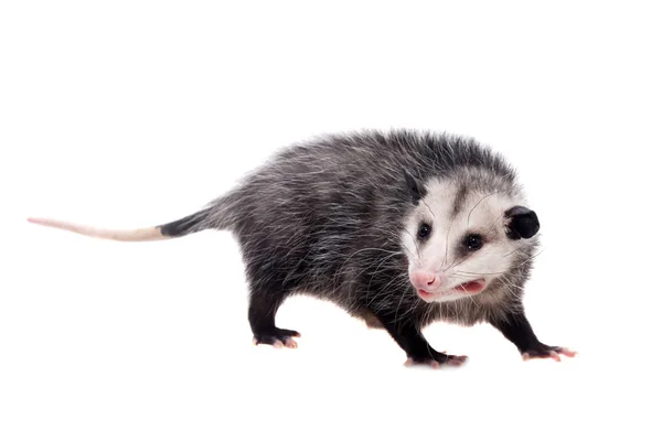 L'opossum de Virginie, Didelphis virginiana, sur blanc — Photo