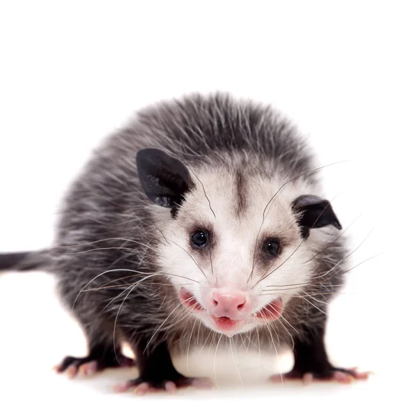 Virginia opossum, beyaz üzerine Didelphis virginiana