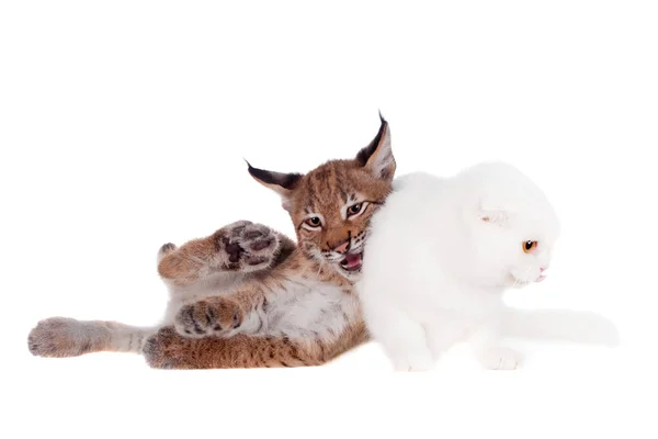 スコティッシュフォールド猫にヨーロッパオオヤマネコ カブ — ストック写真