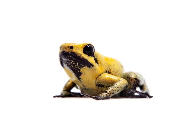화이트에 블랙 다리 독 개구리 — 스톡 사진