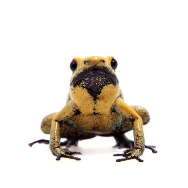 Black-legged poison frog on white — Stock Photo, Image