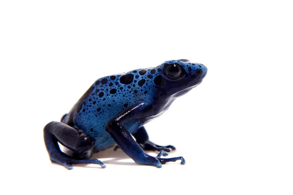 Blue Poison dart frog, Dendrobates tinctorius Azureus, berwarna putih — Stok Foto