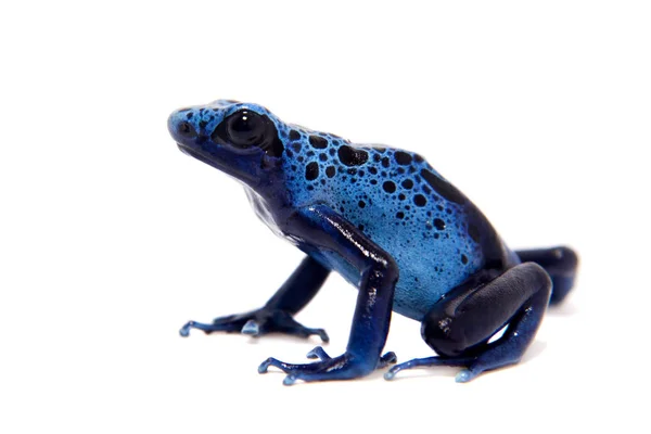 Blauer Pfeilgiftfrosch, dendrobat tinctorius azureus, auf weiß — Stockfoto