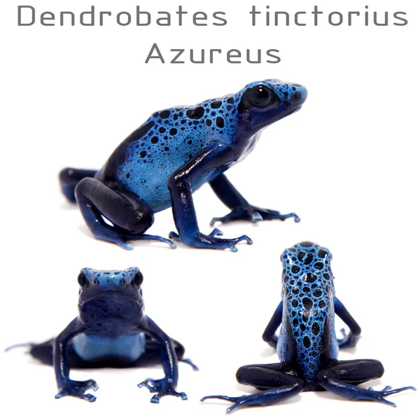 Sapo-dardo-de-veneno-azul, Dendrobates tinctorius Azureus, sobre branco — Fotografia de Stock