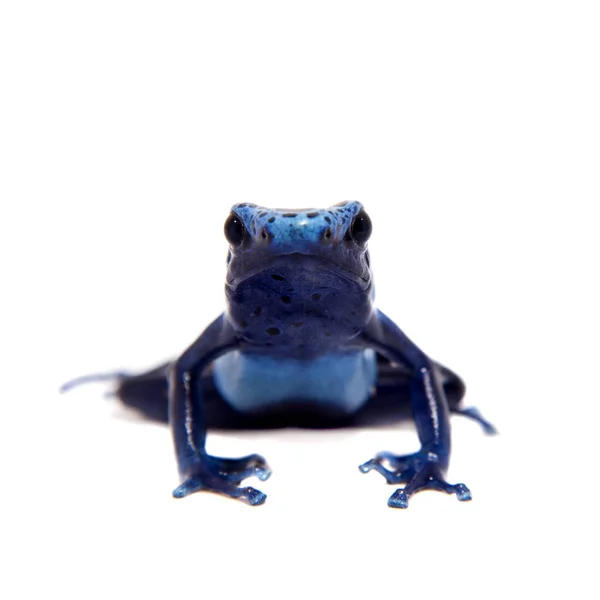 Sapo-dardo-de-veneno-azul, Dendrobates tinctorius Azureus, sobre branco — Fotografia de Stock