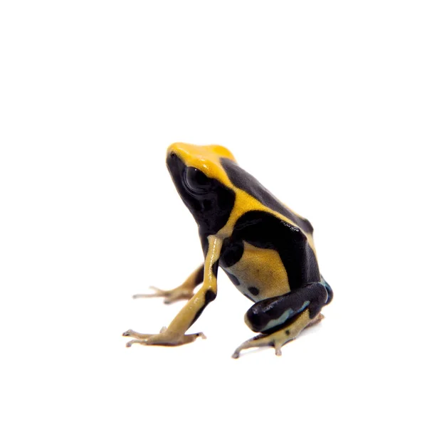 Regina Dyeing Poison dart frogling, Dendrobates tinctorius, on white — Stock Photo, Image
