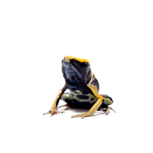 Regina Blue Dyeing Poison Dart Frogling Dendrobates Tinctorius Witte Achtergrond — Stockfoto