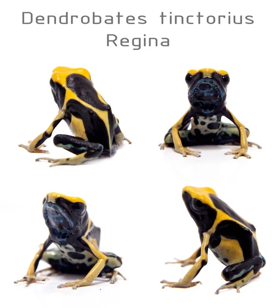 Regina Tingimento Veneno dardo rã, Dendrobates tinctorius, em branco — Fotografia de Stock