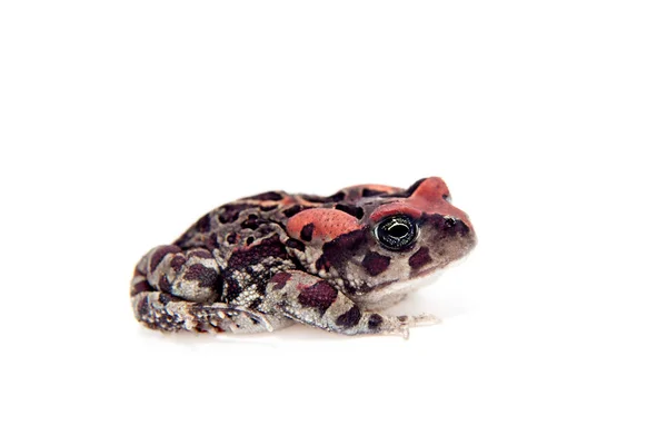Beautyful toad isolated on white — Stock Photo, Image