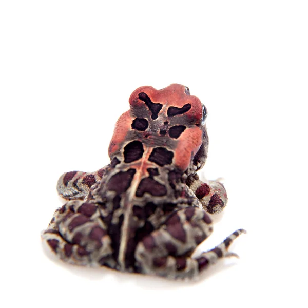 Beautyful toad geïsoleerd op wit — Stockfoto