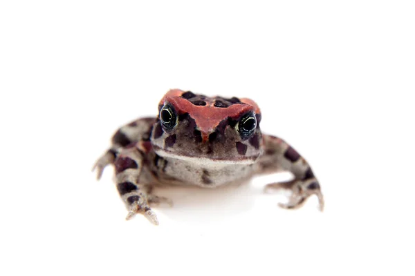 Krásná žába izolovaných na bílém — Stock fotografie