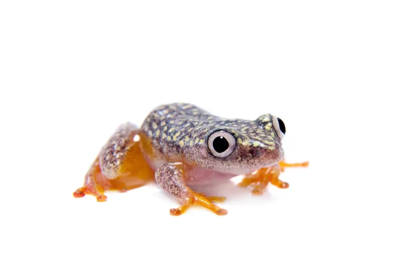 Rana de caña de Madagascar, Heterixalus alboguttatus, sobre blanco — Foto de Stock