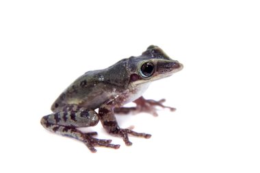 Ağaç kurbağası kürek kafalı, beyaz triprion petasatus