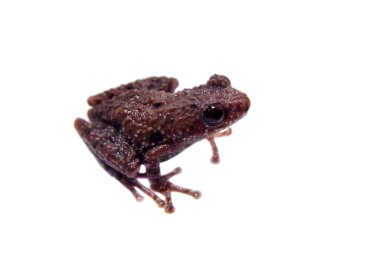 Theloderma lateriticum beyaz