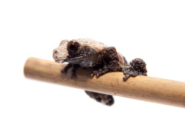 Asya kuş kakası kurbağa, beyaz Theloderma albopunctata