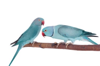 Beyaz gül halkalı veya halka boyunlu parakeets