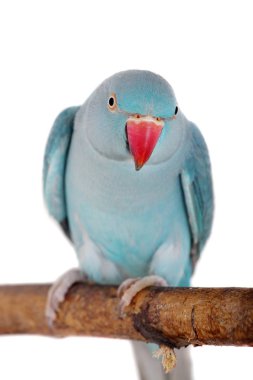 Beyaz gül halkalı veya halka boyunlu muhabbet kuşu