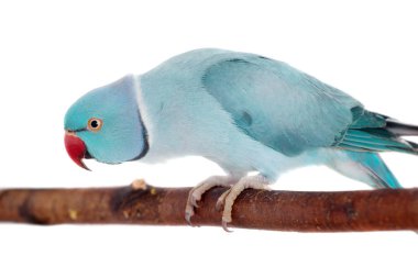 Beyaz gül halkalı veya halka boyunlu muhabbet kuşu