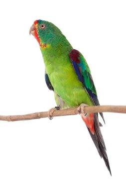 Swift papağan, Lathamus discolor, beyaz arka plan üzerinde izole