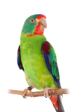 Swift Parrot on white background clipart