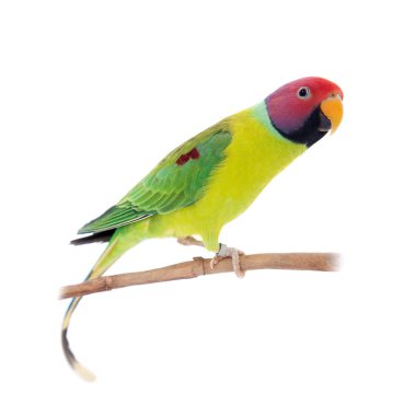 Erik başlı muhabbet kuşu beyaz erkek