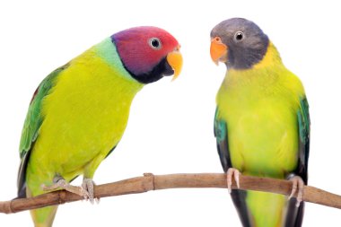 Erik başlı parakeets beyaz