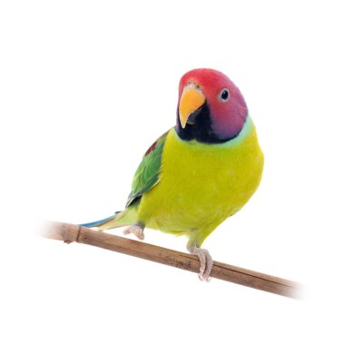 Erik başlı muhabbet kuşu beyaz erkek