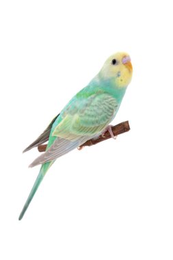 Beyaz Rawinbow muhabbet kuşu