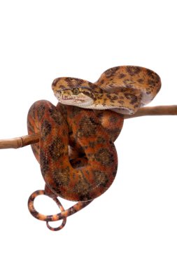 Beyaz izole kırmızı Amazon ağaç boa