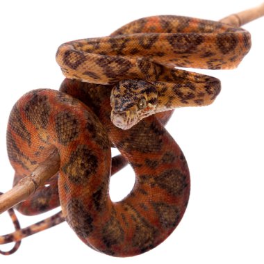 Red Amazon tree boa isolated on white clipart