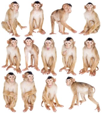 Juvenile Pig-tailed Macaque, Macaca nemestrina, on white clipart